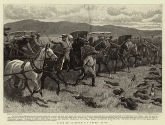 Sport in Californië, een Konijnenjacht